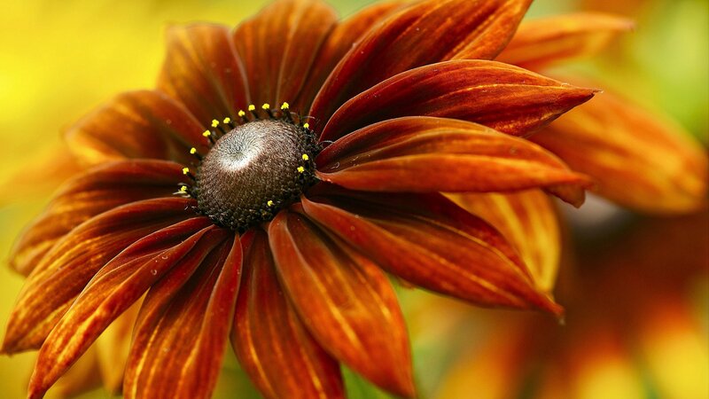 Brown Daisy Flower — Natural