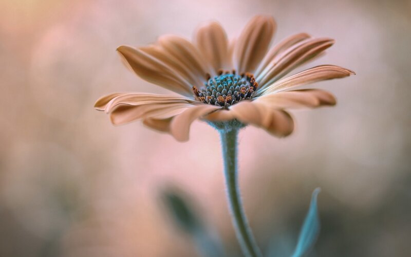 Brown Daisy Flower