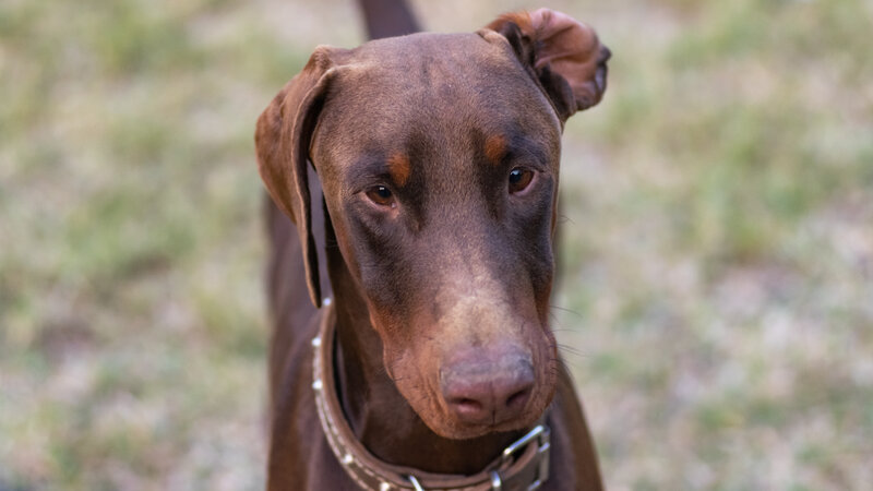 Brown Doberman Dog — Calm