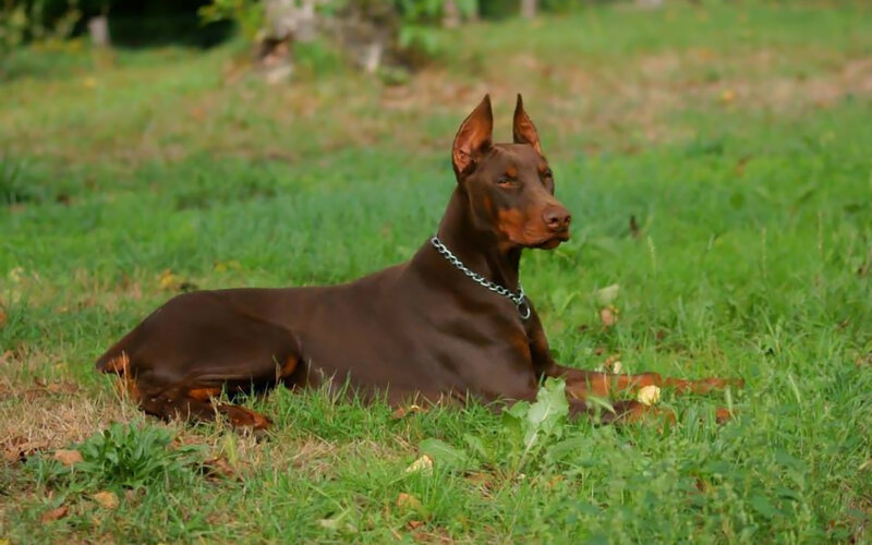 Brown Doberman Dog — Green
