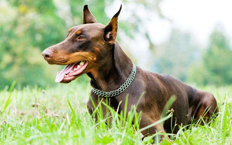 Brown Doberman Dog