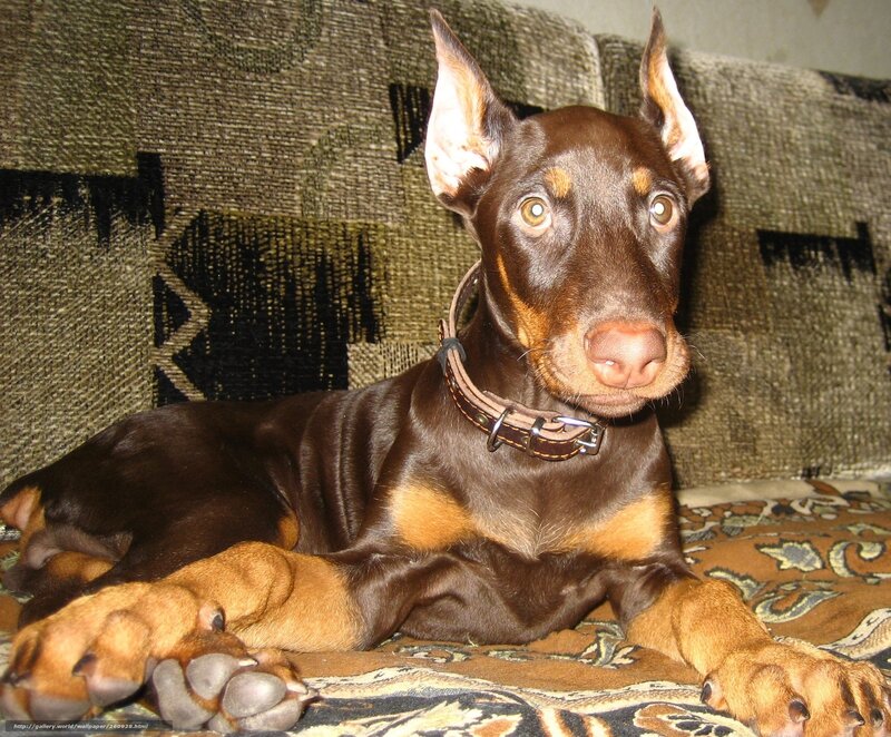 brown doberman puppy on couch