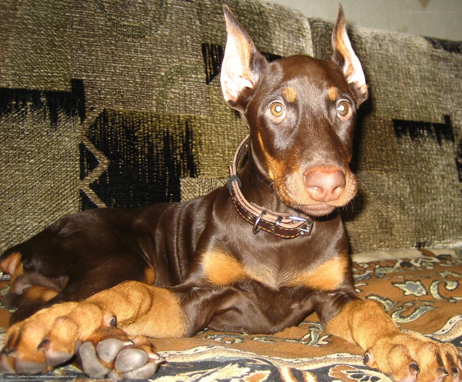 brown doberman puppy on couch