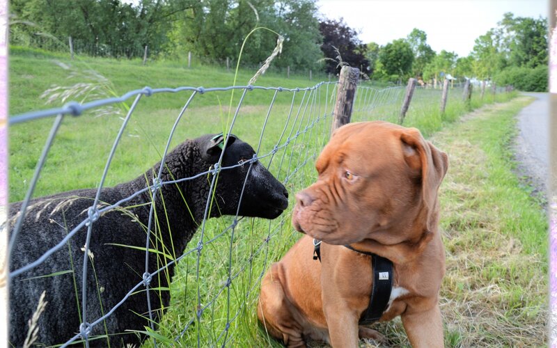 Brown Dog and Black Sheep