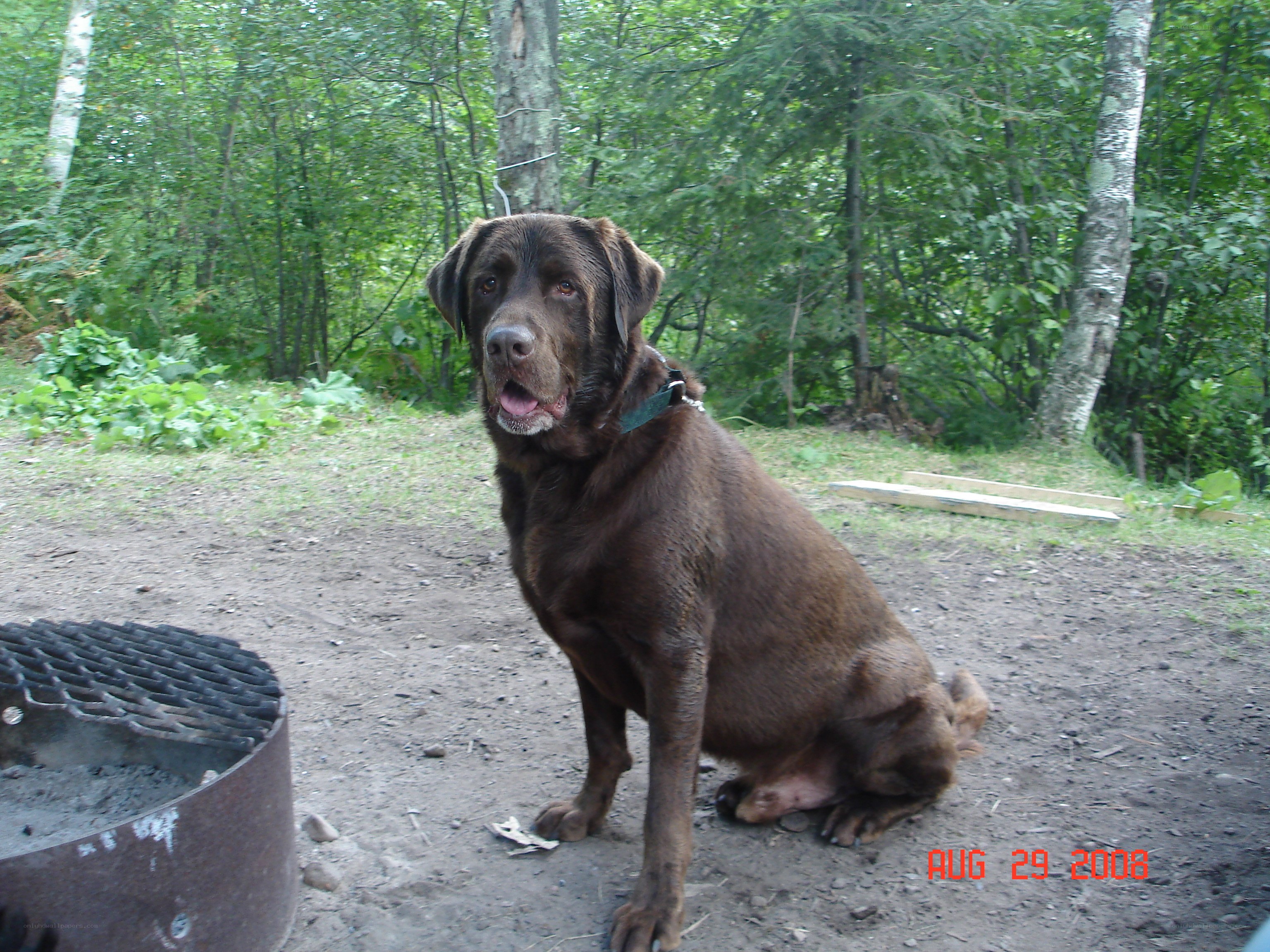 brown dog at campsite