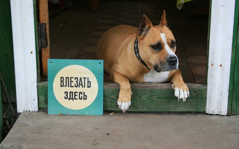 Brown Dog at Doorway
