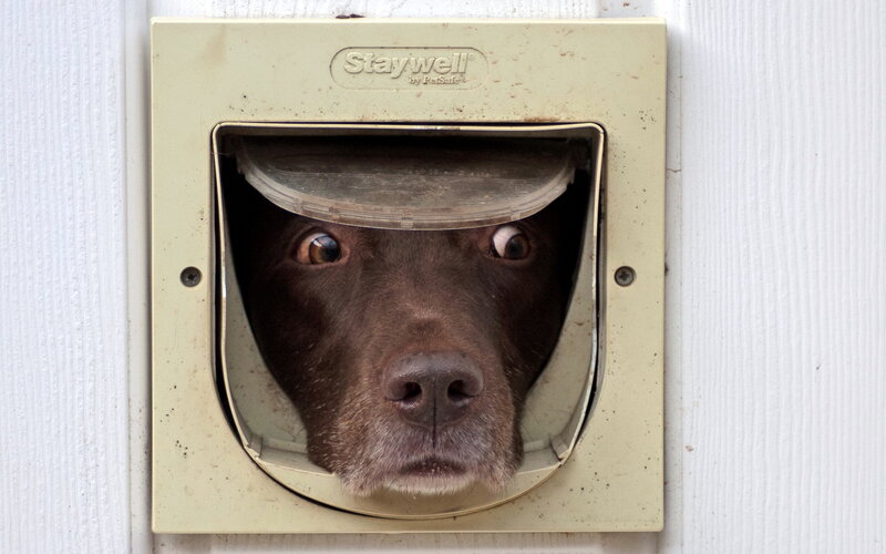 Brown Dog at Pet Door