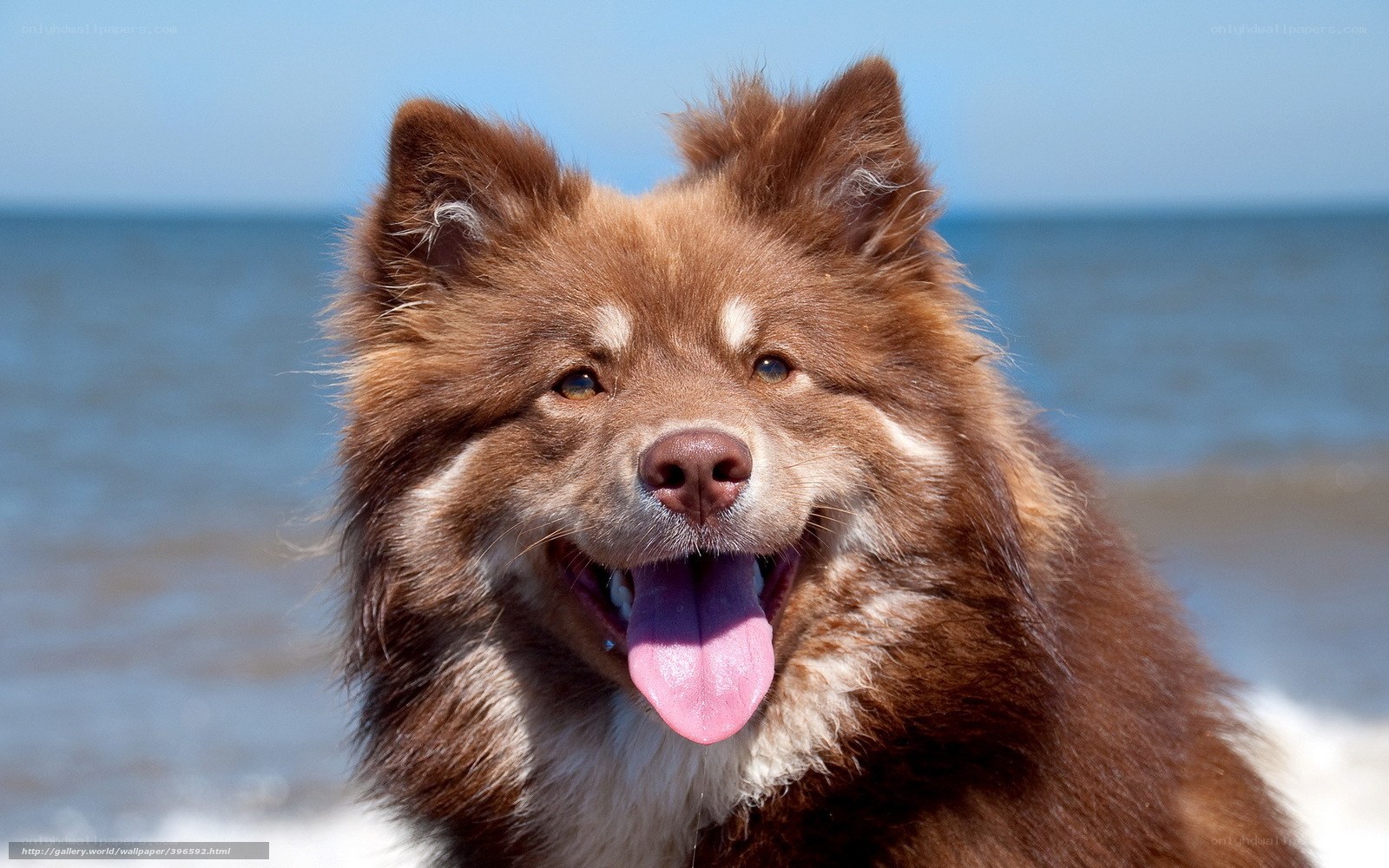 brown dog at the beach