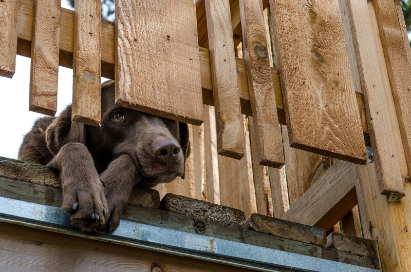 Brown Dog Behind Fence — Curious