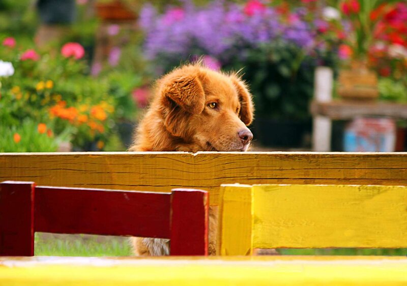 Brown Dog Behind Fence