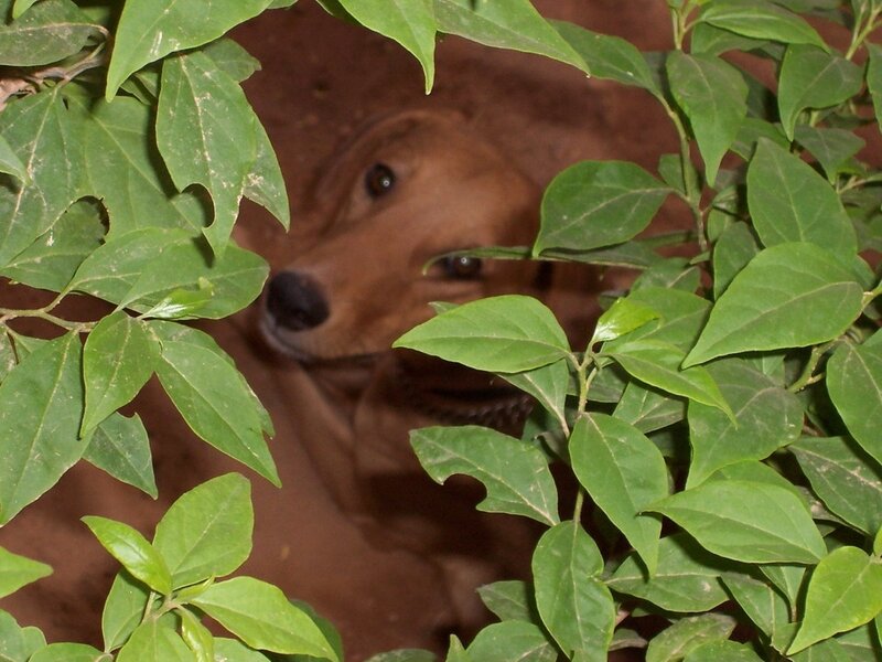 Brown Dog Behind Leaves