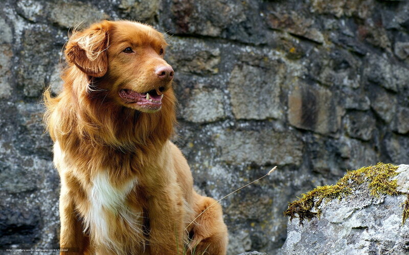 brown dog by stone wall