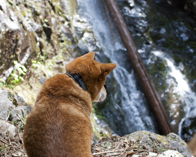Brown Dog by Waterfall