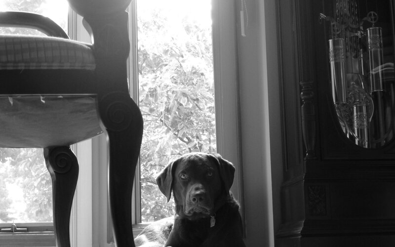 Brown Dog by Window
