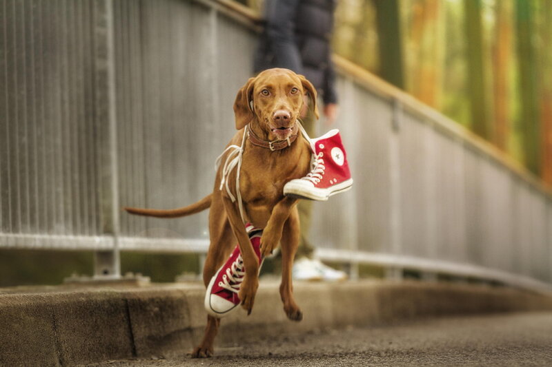 Brown Dog Carrying Shoes
