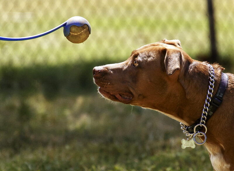 Brown Dog Chasing Ball