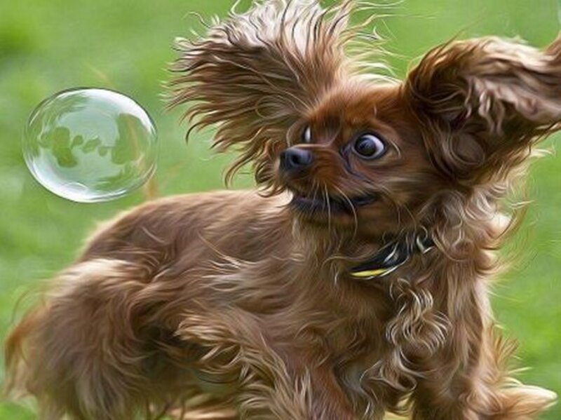 Brown Dog Chasing Bubble — Playful, Afternoon