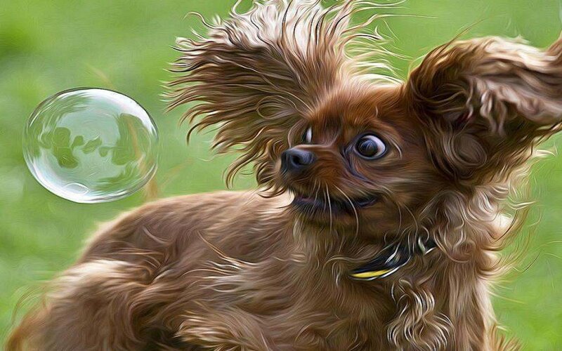 Brown Dog Chasing Bubble — Playful