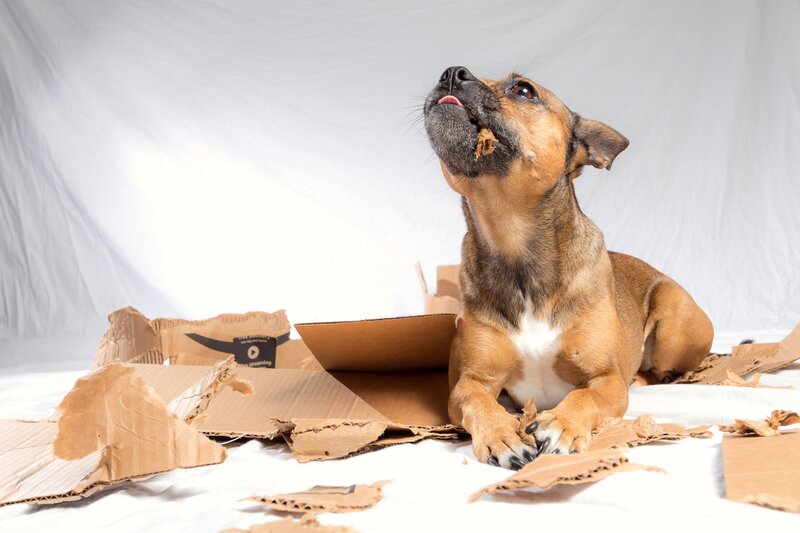 Brown Dog Chewing Cardboard