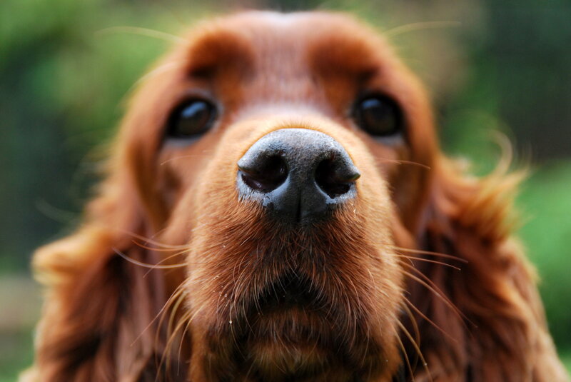 Brown Dog Close-up