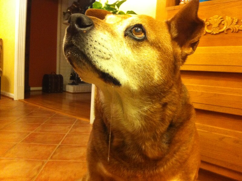 Brown Dog Drooling