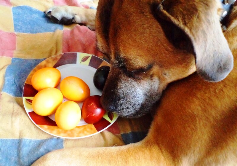 Brown Dog Eating Fruit
