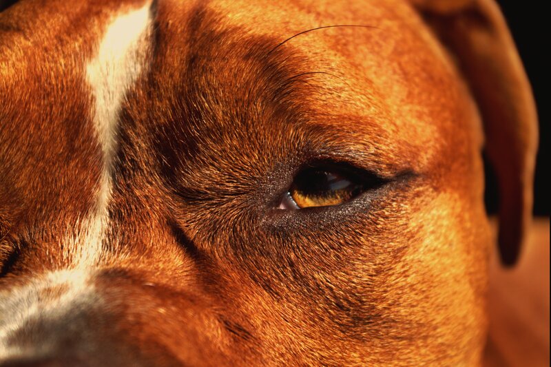 Brown Dog Eye