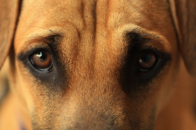 Brown Dog Eyes