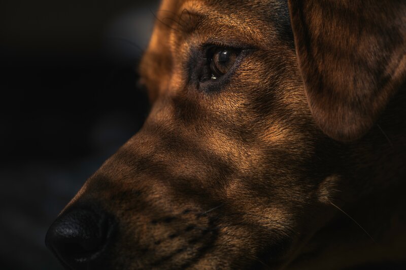 Brown Dog Face — Dramatic