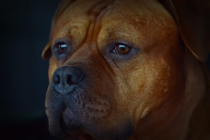 Brown Dog Face