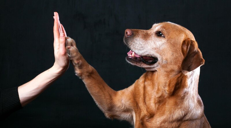 Brown Dog Giving High Five