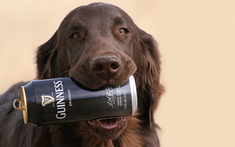 Brown Dog Holding Can