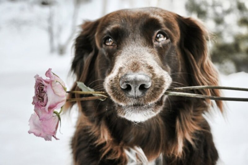 Brown Dog Holding Rose