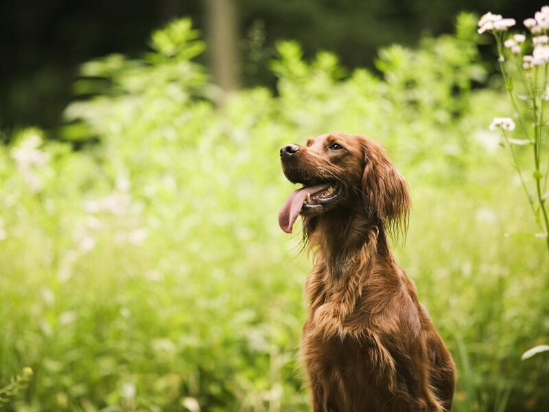 brown dog in a field