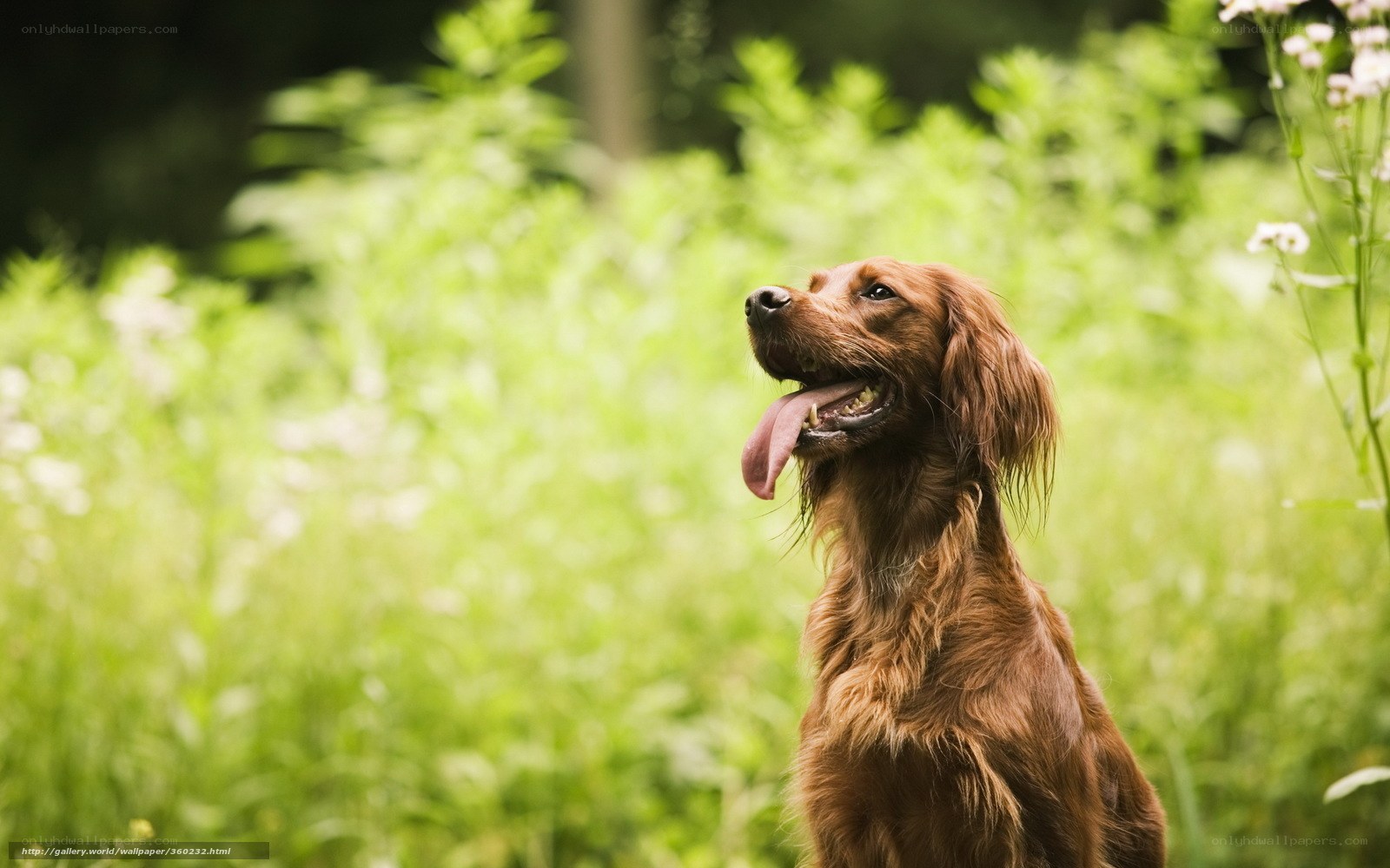 brown dog in a field