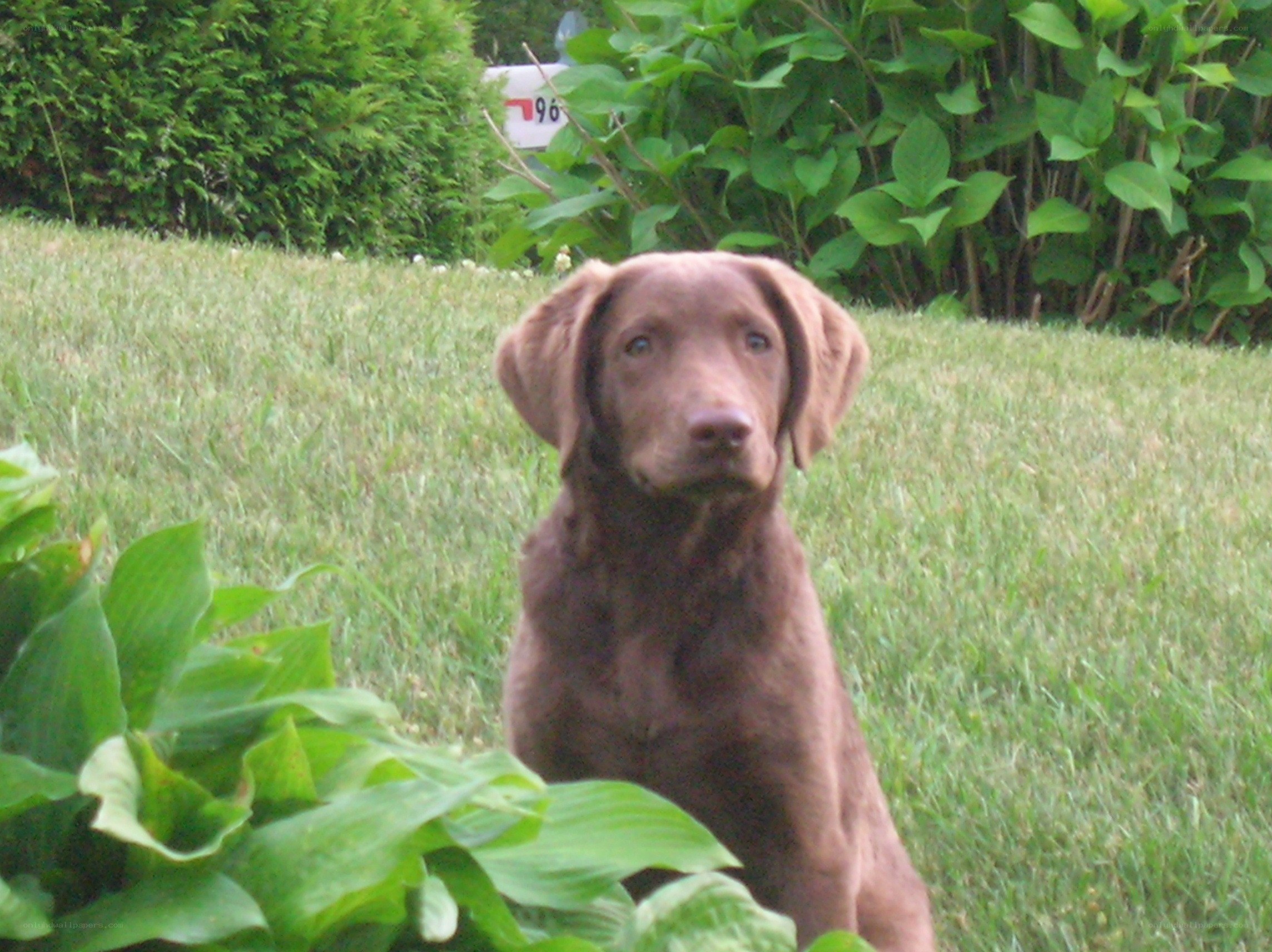 brown dog in a garden