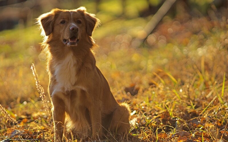 brown dog in autumn field