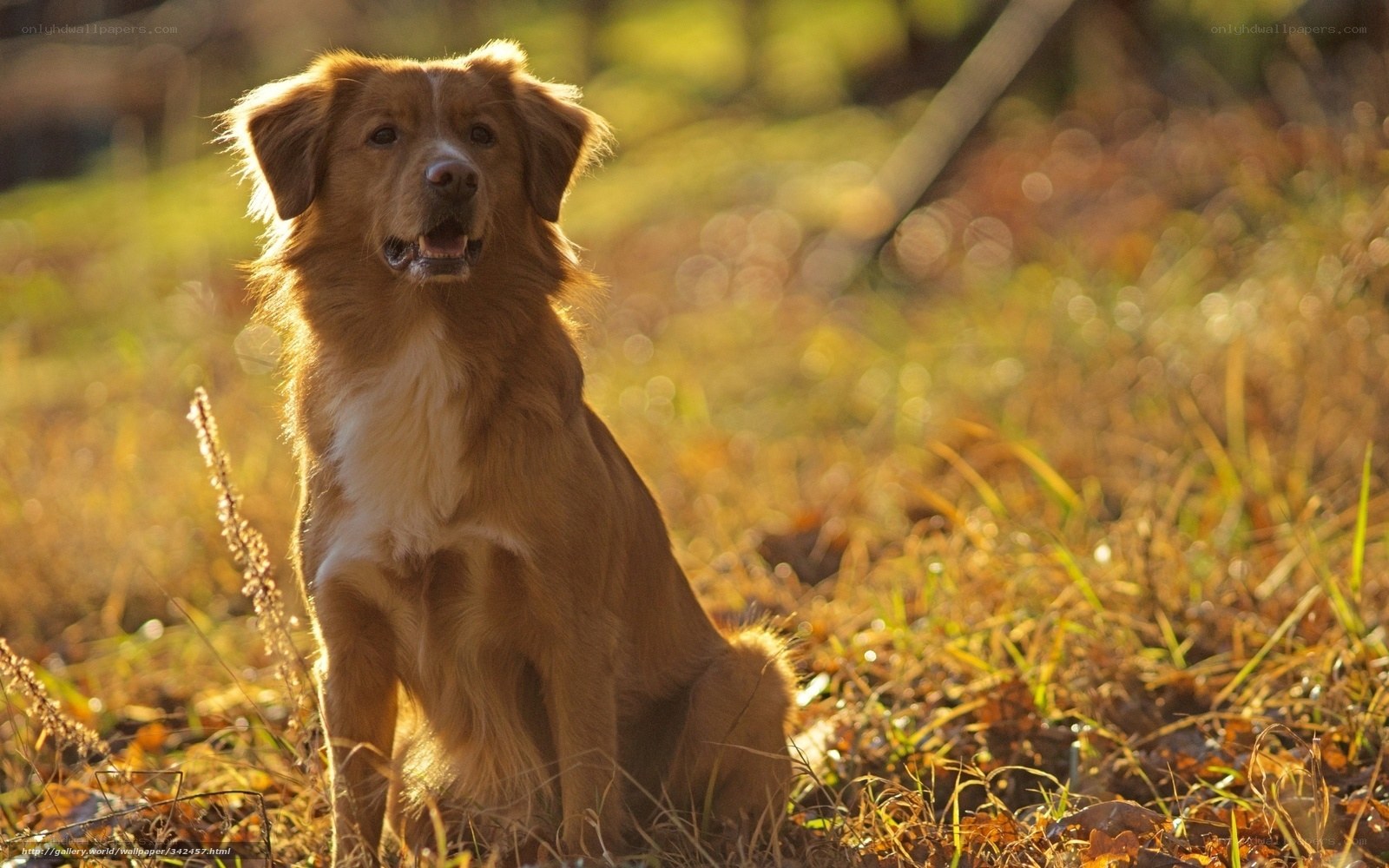 brown dog in autumn field