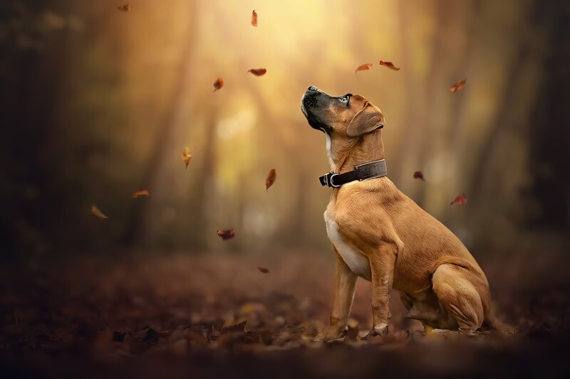 Brown Dog in Autumn