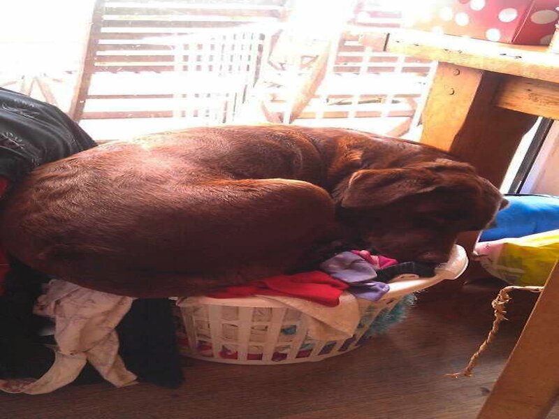 Brown Dog in Basket