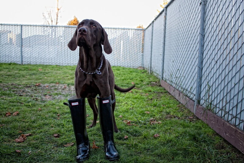 Brown Dog in Boots