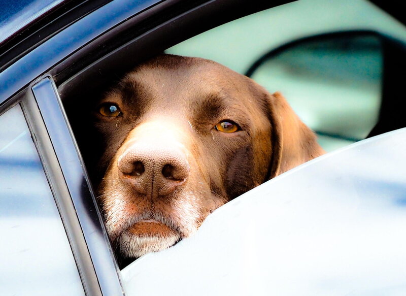 Brown Dog in Car — Calm, Photograph