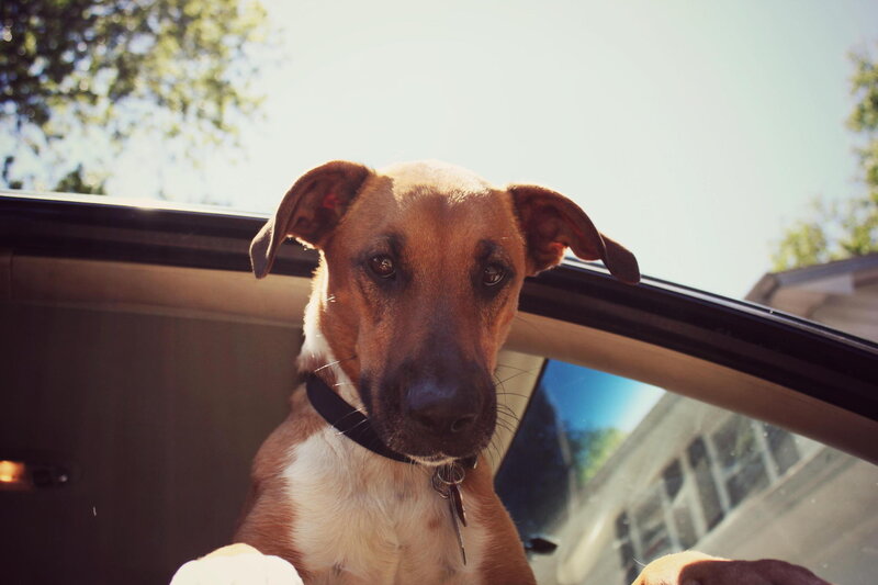 Brown Dog in Car — Calm