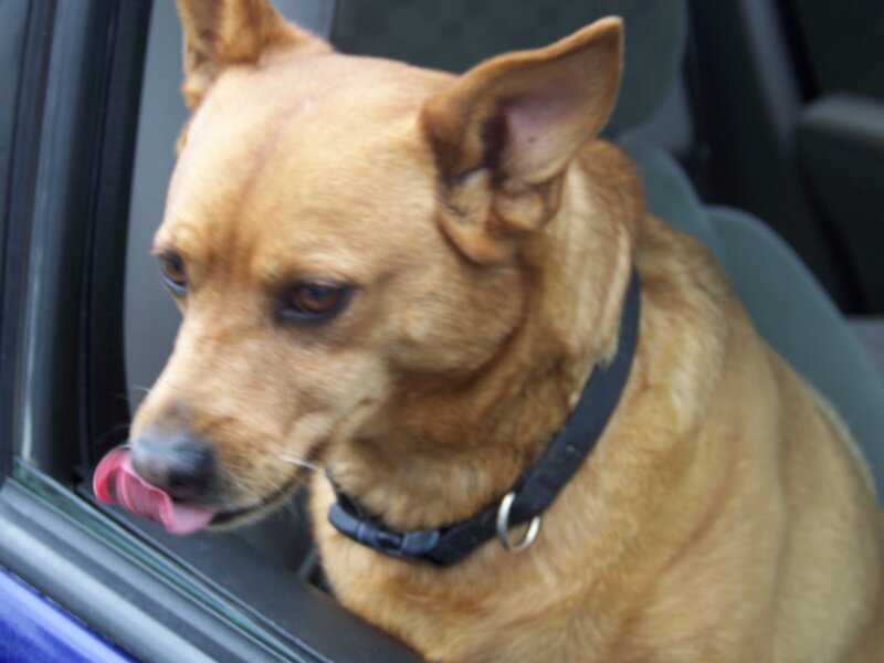 Brown Dog in Car