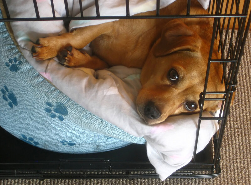 Brown Dog in Crate