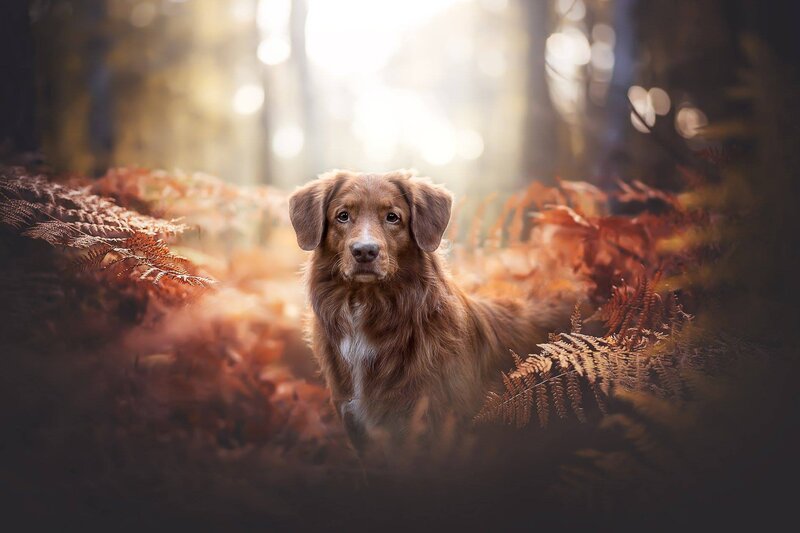 Brown Dog in Ferns — Serene