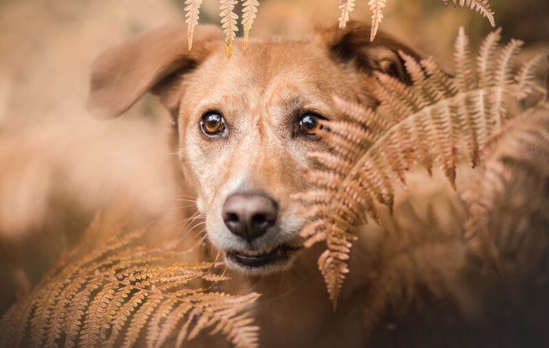 Brown Dog in Ferns