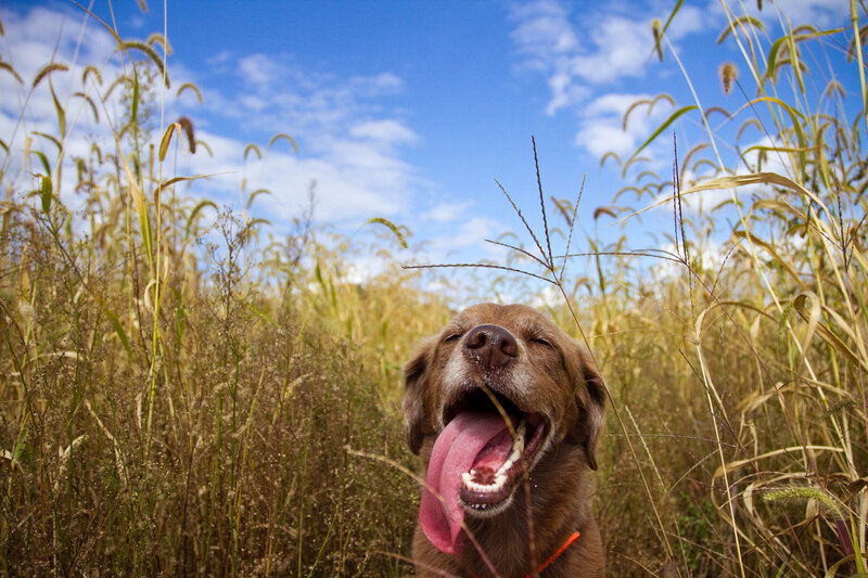 Brown Dog in Field — Blue