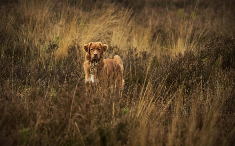 Brown Dog in Field — Calm, Afternoon, Photograph, Grass
