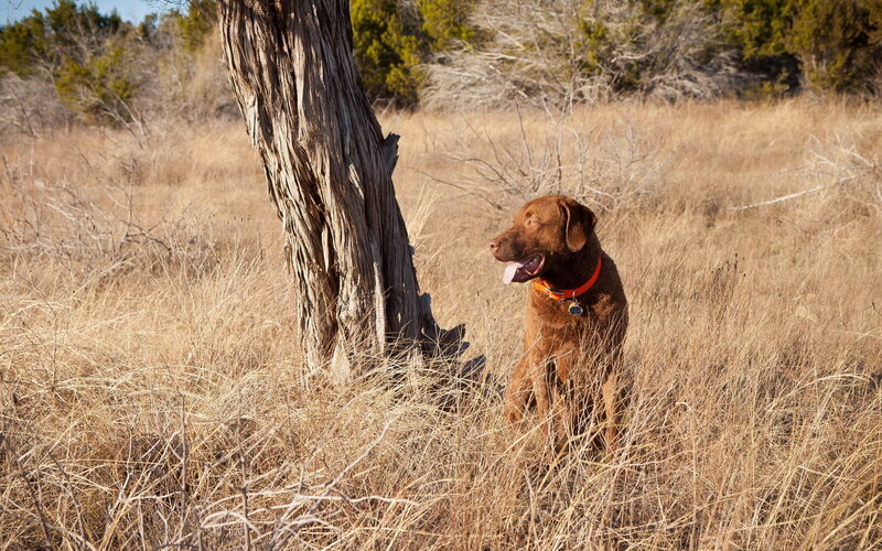 Brown Dog in Field — Calm, Afternoon